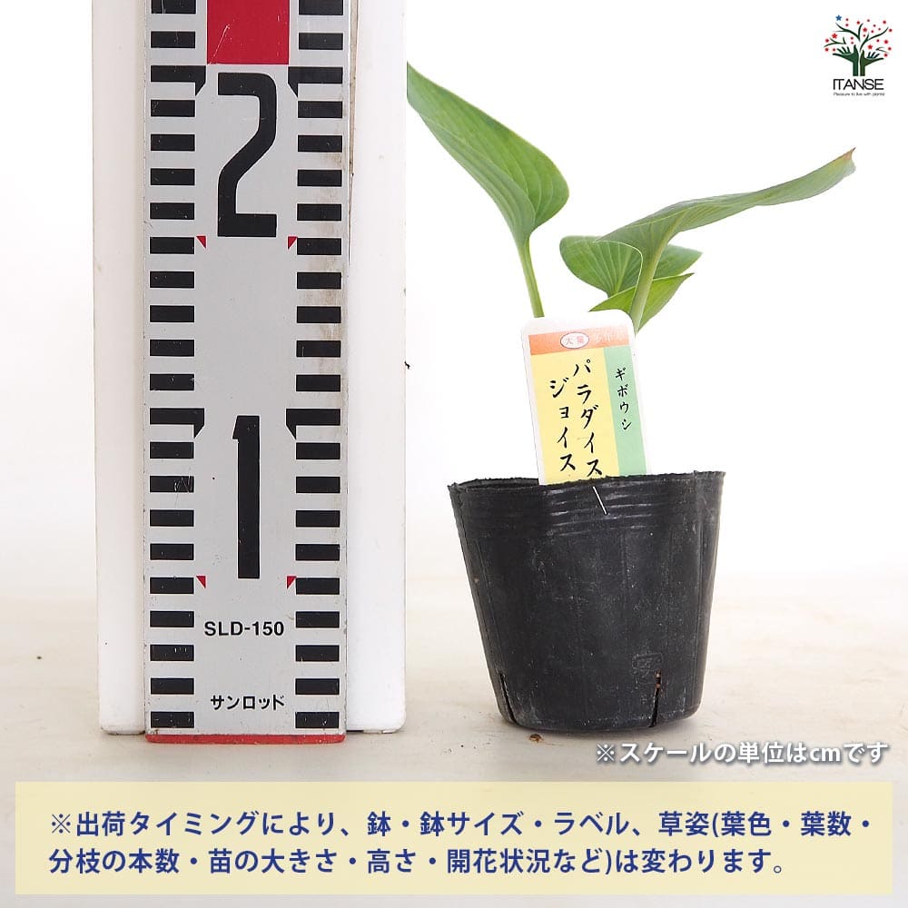 ホスタ(ギボウシ) パラダイスジョイス 【花木苗 3号】｜ 【植物の