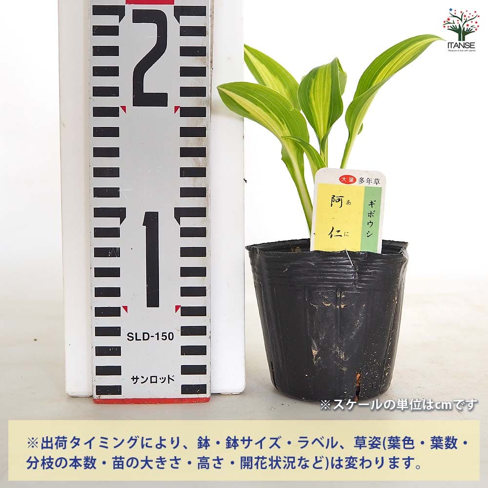 追加商品画像