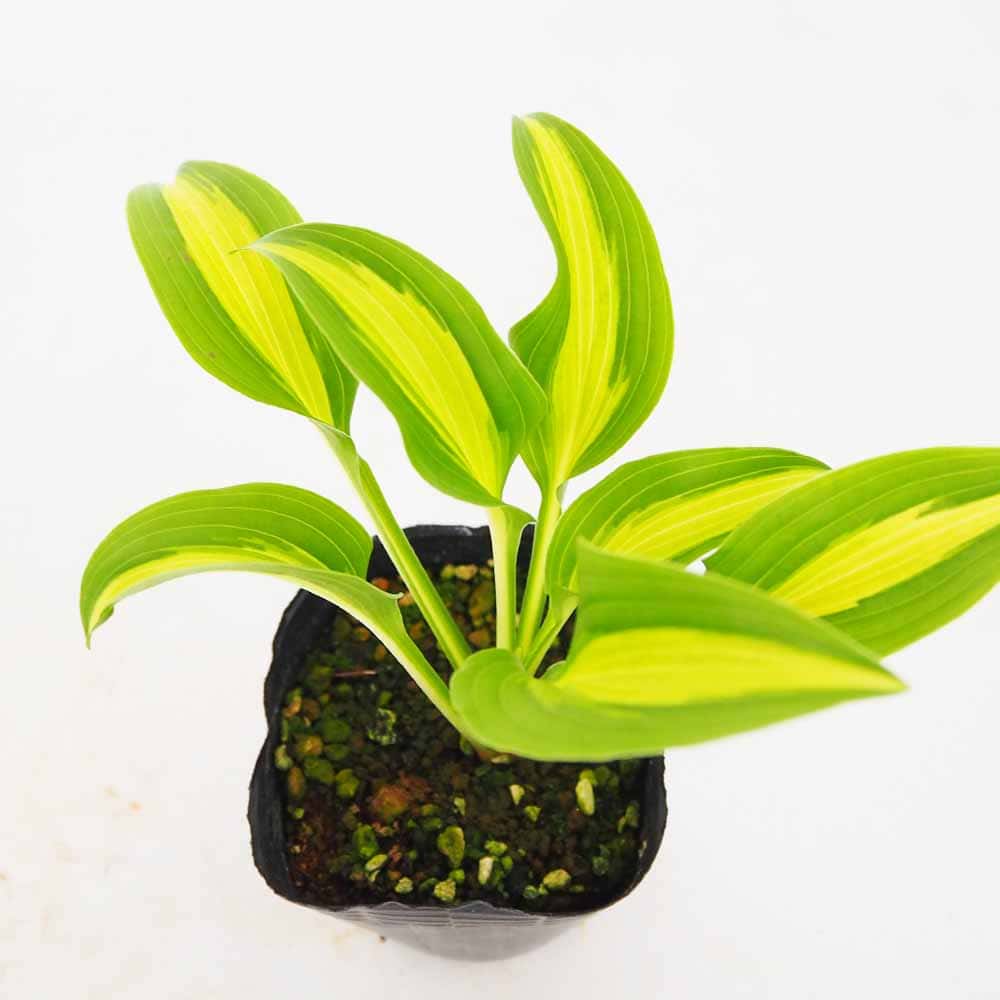 ホスタ(ギボウシ)｜【植物のITANSE】全品送料無料・即出荷!