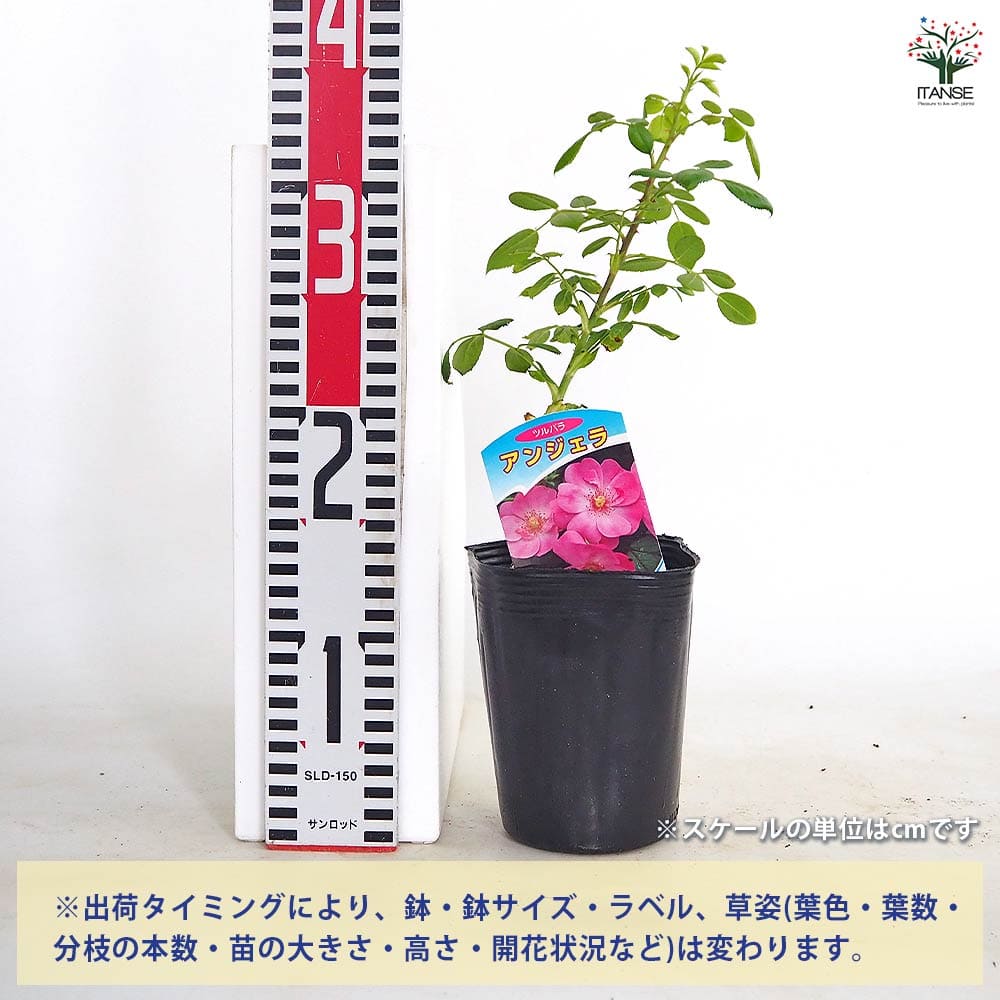 薔薇 アンジェラ 接木 【花木苗 4号／1個売り】｜ 【植物の