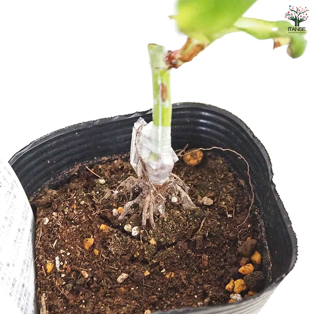 薔薇 アンジェラ 接木 【花木苗 4号／1個売り】｜ 【植物の
