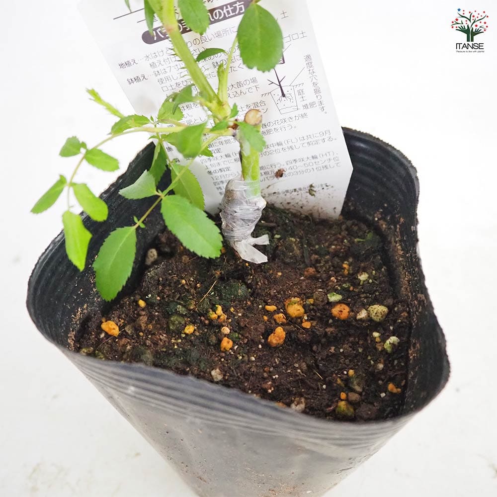 薔薇 バレリーナ 接木 【花木苗 4号／1個売り】｜ 【植物の