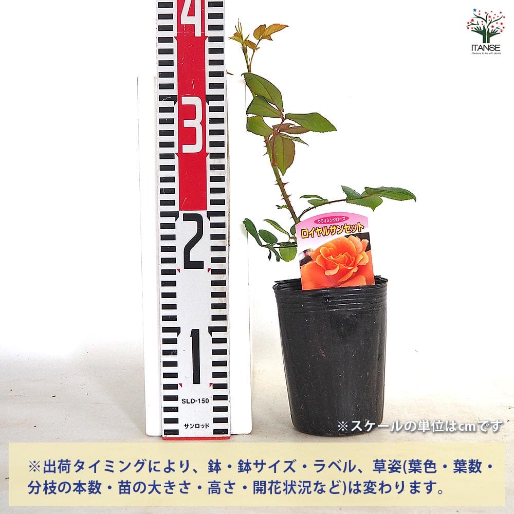 薔薇 ロイヤルサンセット 接木 【花木苗 4号／1個売り】｜ 【植物の