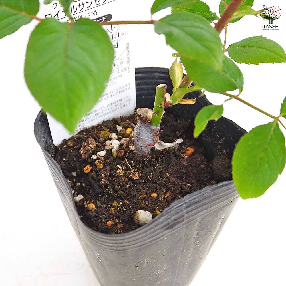 薔薇 ロイヤルサンセット 接木 【花木苗 4号／1個売り】｜ 【植物の