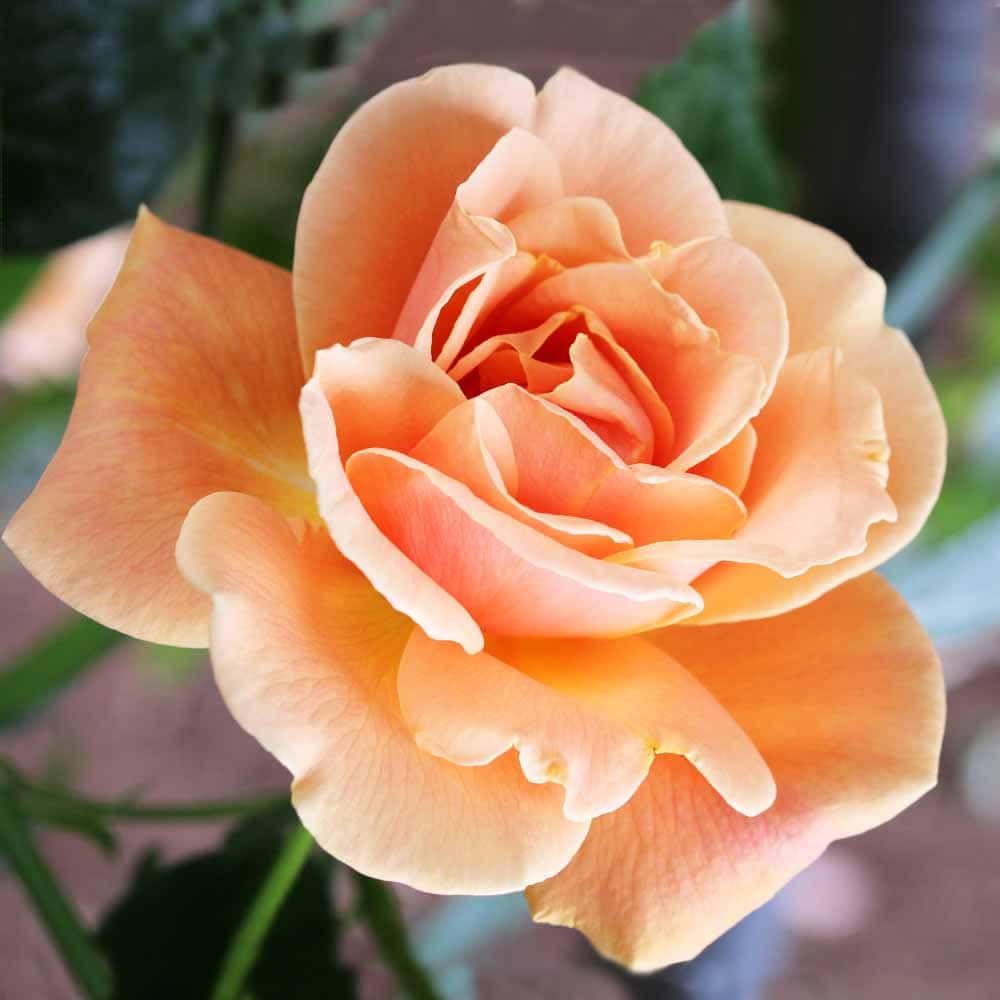 薔薇 ロイヤルサンセット 接木 【花木苗 4号／1個売り】｜ 【植物の