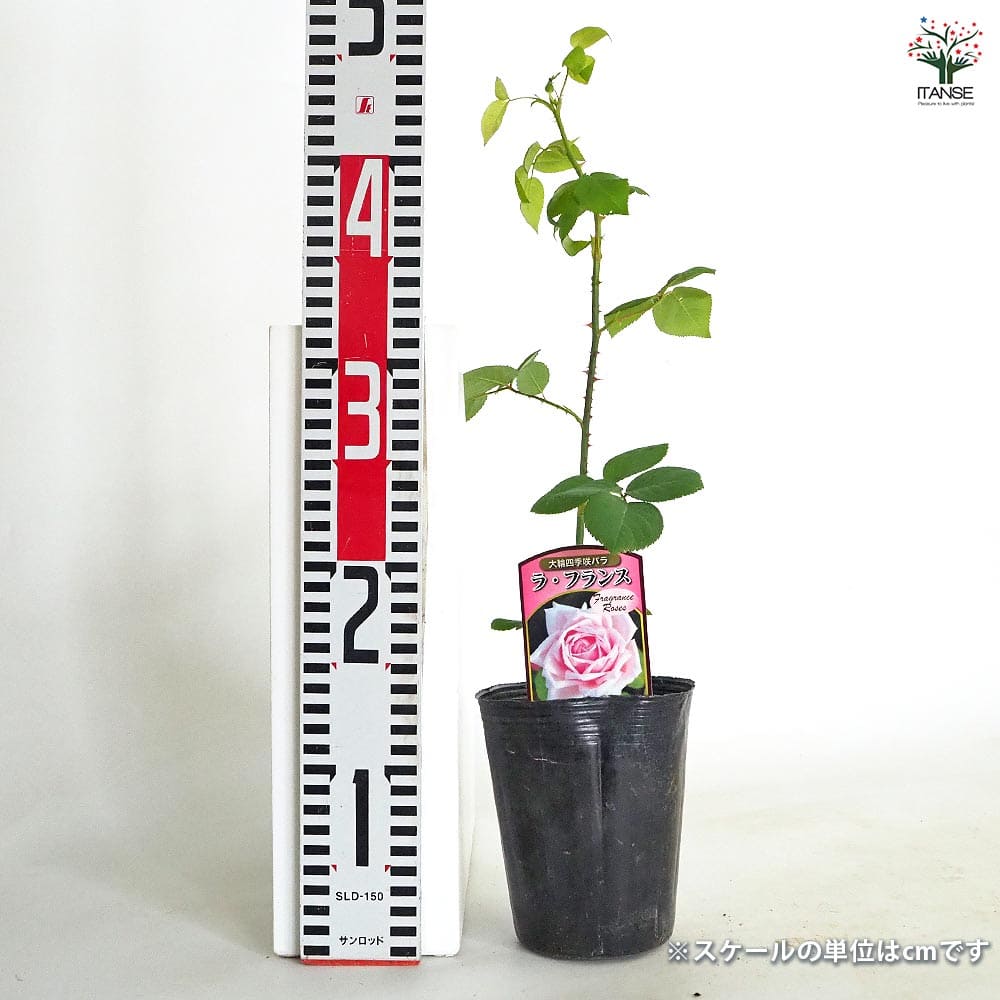 バラ接木開花苗 薔薇 ラフランス 接木 【花木苗 4号／1個売り】｜ 【植物の