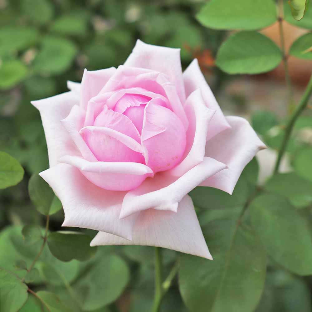 薔薇 ラフランス 接木 【花木苗 4号／1個売り】｜ 【植物の