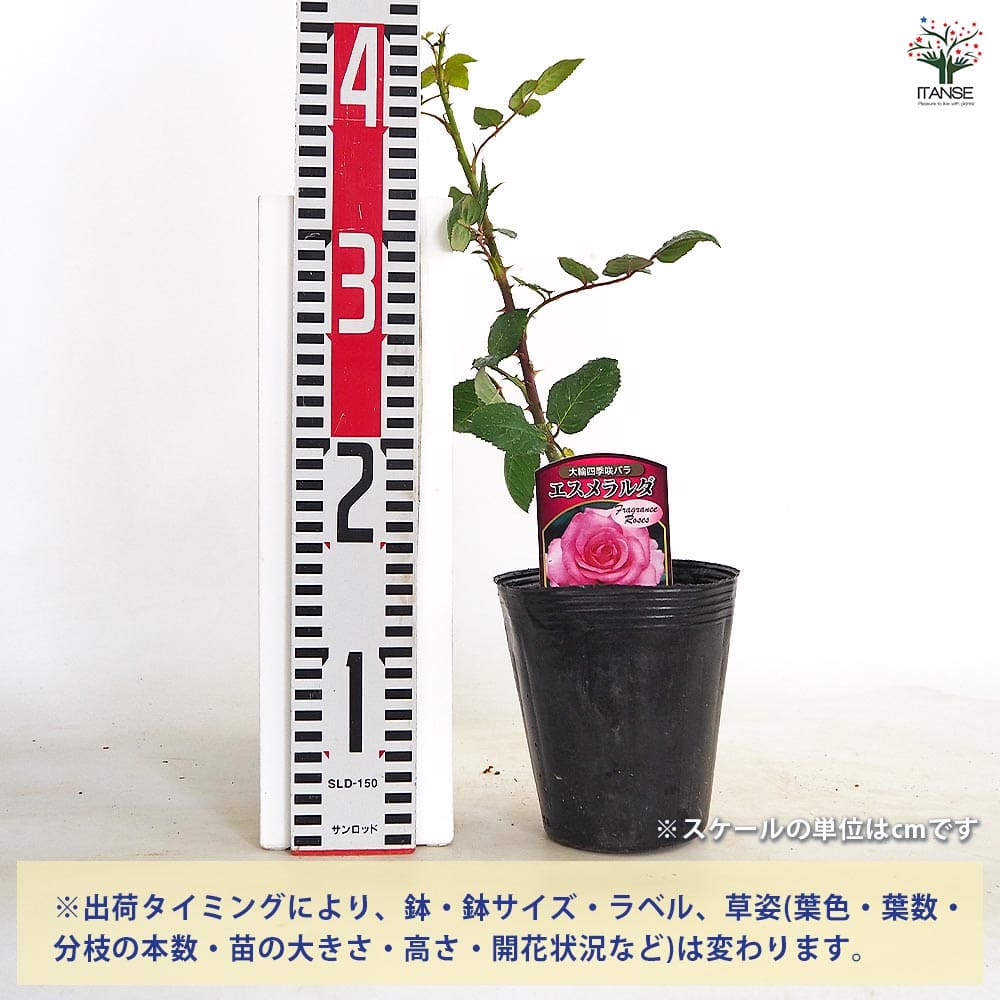 薔薇 エスメラルダ 接木 【花木苗 4号／1個売り】｜ 【植物の