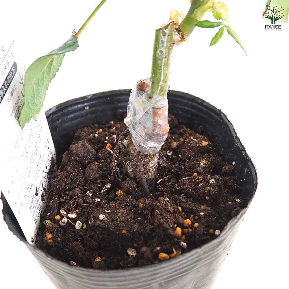薔薇 エスメラルダ 接木 【花木苗 4号／1個売り】｜ 【植物の