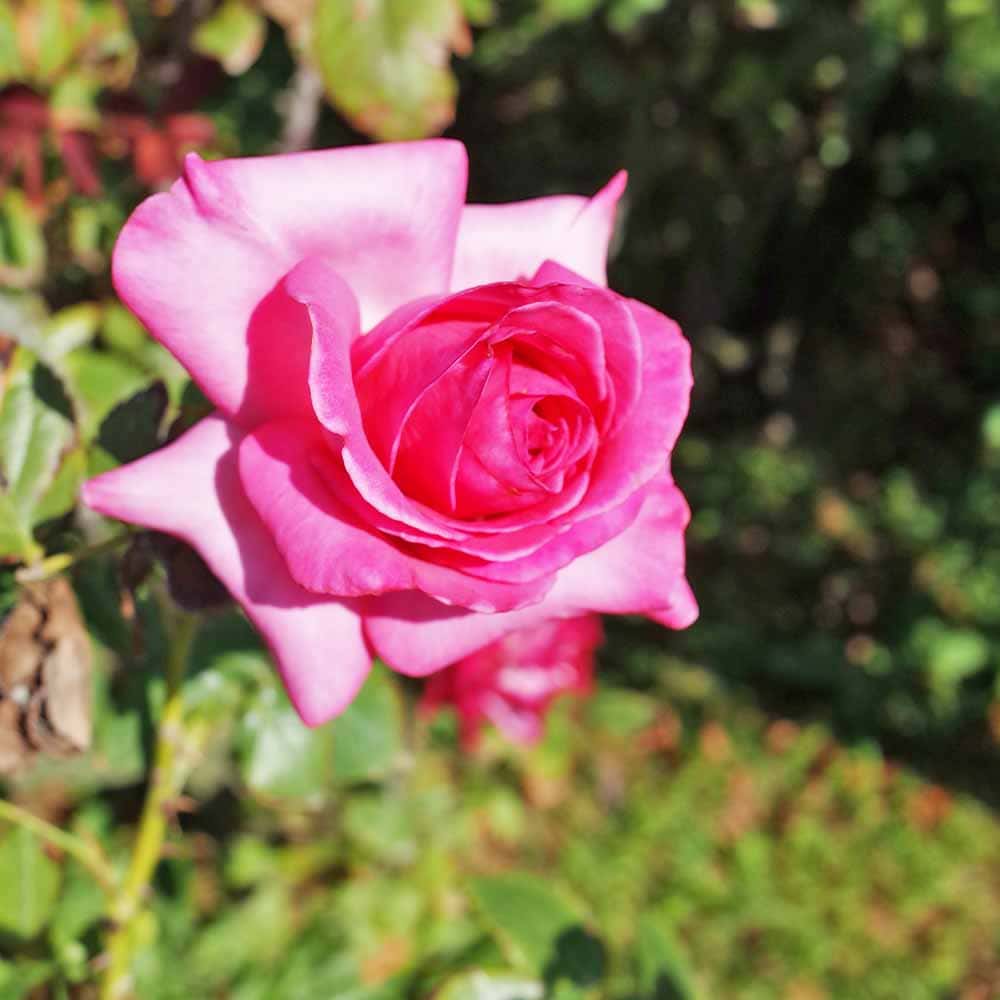 薔薇 エスメラルダ 接木 【花木苗 4号／1個売り】
