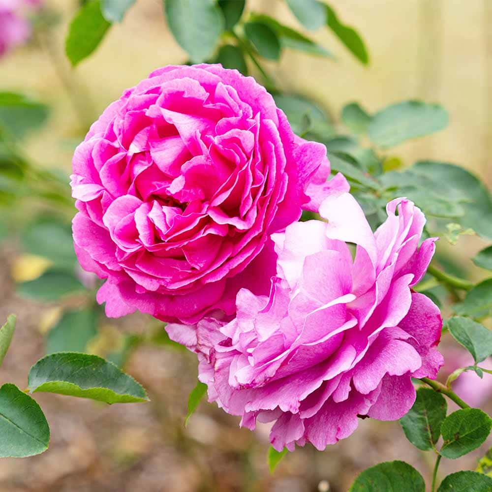 薔薇 イブピアッチェ 接木 【花木苗 4号／1個売り】｜ 【植物の
