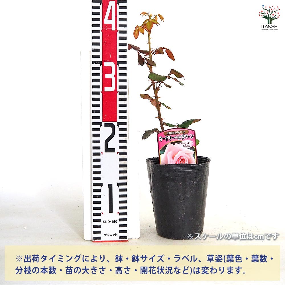 薔薇 オードリーヘップバーン 接木 【花木苗 4号／1個売り】｜ 【植物