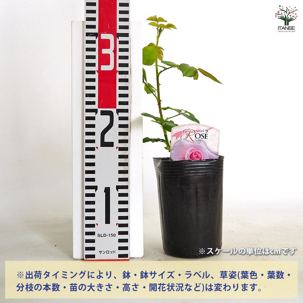 薔薇 エル 接木 【花木苗 4号／1個売り】｜ 【植物のITANSE