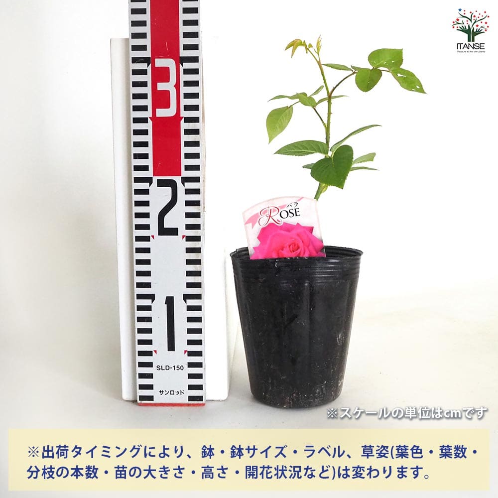 薔薇のシッポ　HARVESTII　恋愛運　金運 金運系】 - 薔薇のシッポ