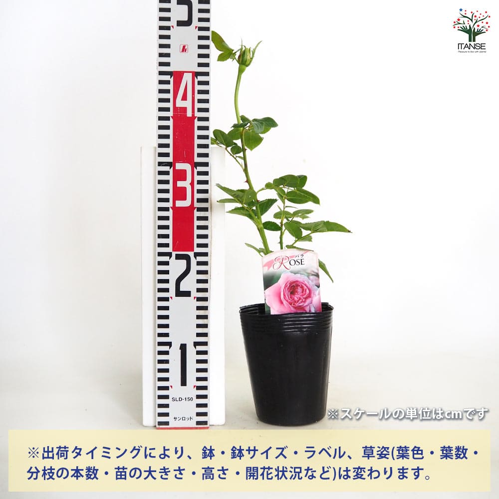 薔薇 アフロディーテ 接木 【花木苗 4号／1個売り】｜ 【植物の