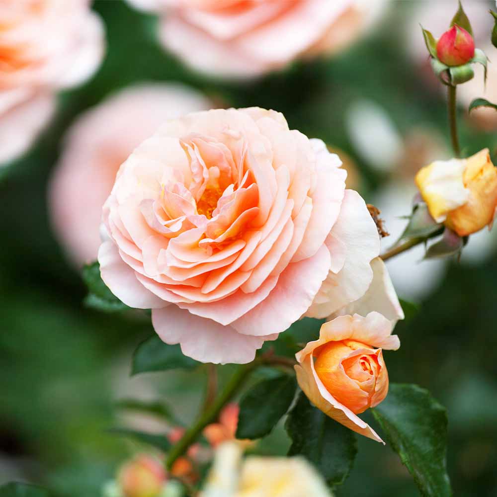 薔薇 アフロディーテ 接木 【花木苗 4号／1個売り】｜ 【植物の