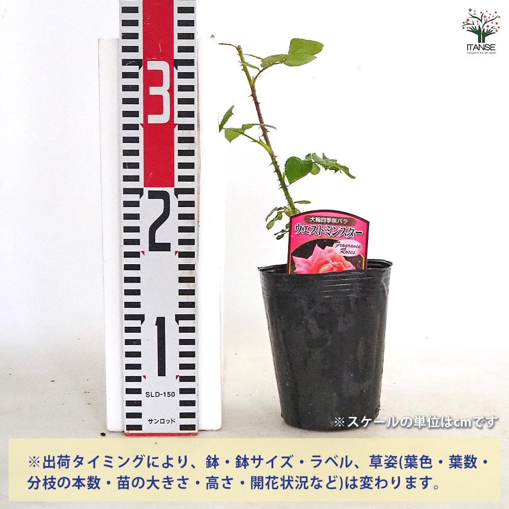 切花薔薇接木苗 薔薇 グリーンローズ 接木苗【花苗 4号／1個売り】｜ 【植物の