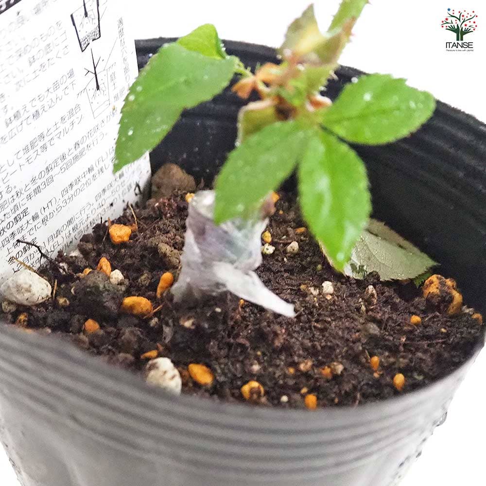 薔薇 ウエストミンスター 接木 【花木苗 4号／1個売り】｜ 【植物の