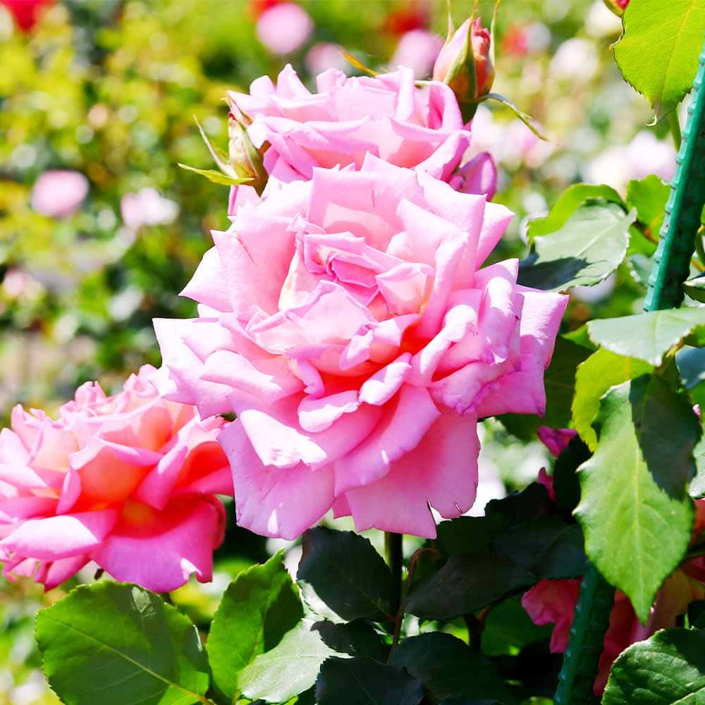 薔薇 ウエストミンスター 接木 【花木苗 4号／1個売り】｜ 【植物の