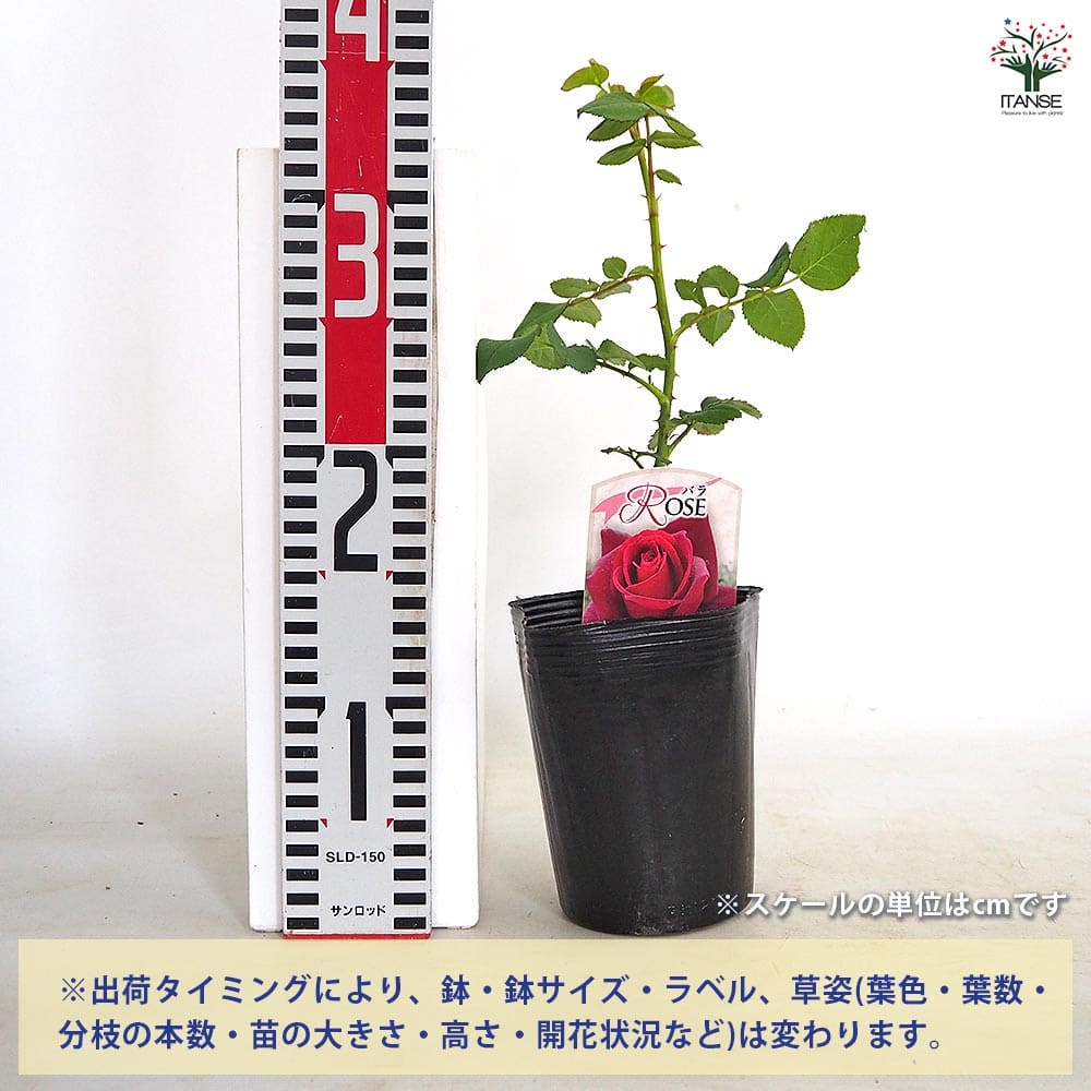 薔薇 コーヒーブレイク 接木 【花木苗 4号／1個売り】｜ 【植物の