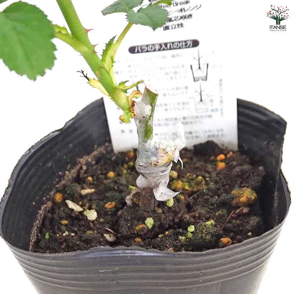 切花薔薇接木苗 薔薇 ミセス ジョンレイン 接木苗【花苗 4号／1個売り】｜ 【植物の