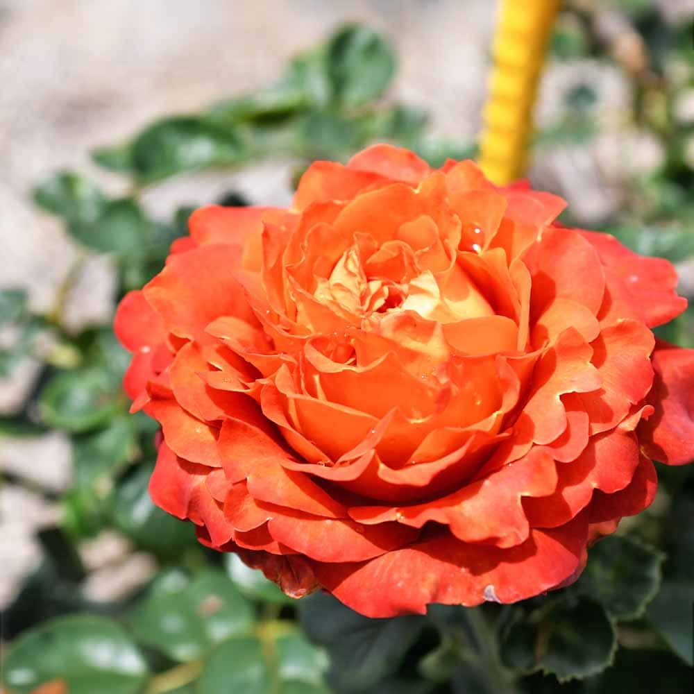 薔薇 コーヒーブレイク 接木 【花木苗 4号／1個売り】｜ 【植物の