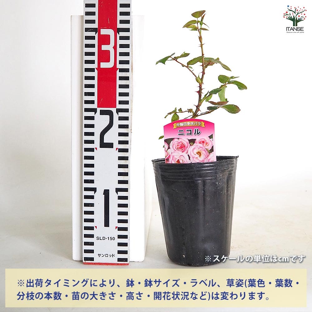 薔薇 ニコル(ニコール) 接木 【花木苗 4号／1個売り】｜ 【植物の