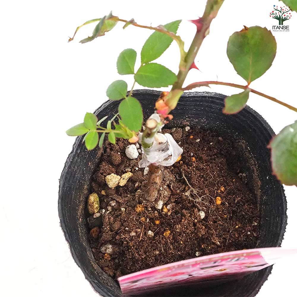 薔薇 ニコル(ニコール) 接木 【花木苗 4号／1個売り】｜ 【植物の