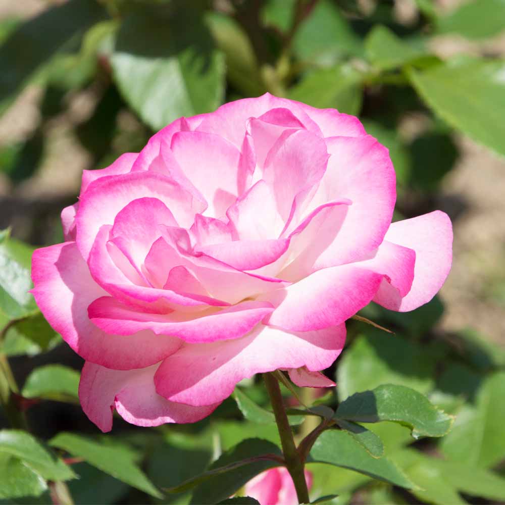 薔薇 ニコル(ニコール) 接木 【花木苗 4号／1個売り】｜ 【植物の