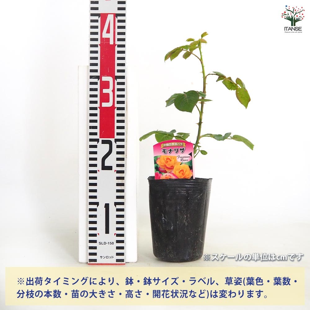 薔薇 モナリザ 接木 【花木苗 4号／1個売り】｜ 【植物のITANSE