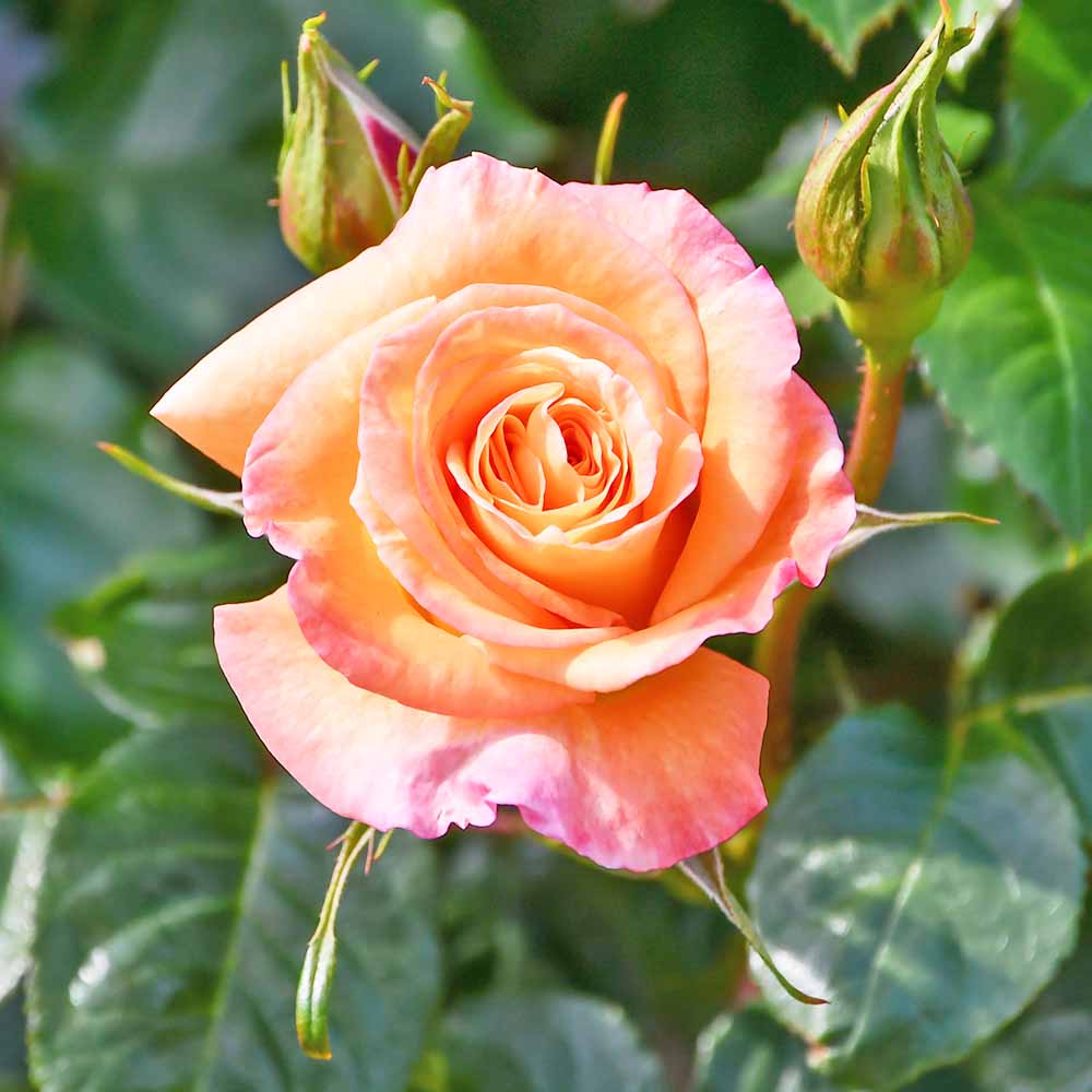 薔薇 モナリザ 接木 【花木苗 4号／1個売り】