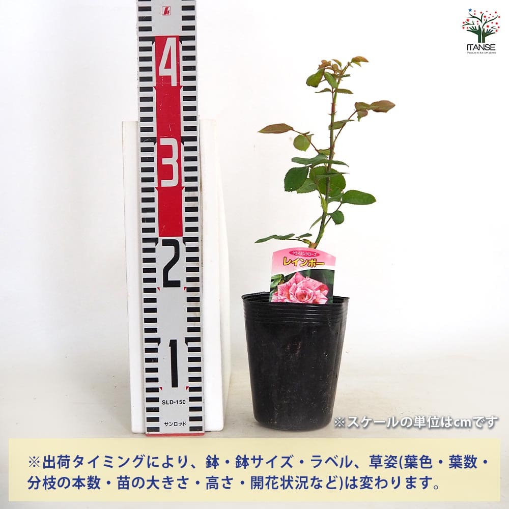 薔薇 レインボー 接木 【花木苗 4号／1個売り】｜ 【植物の