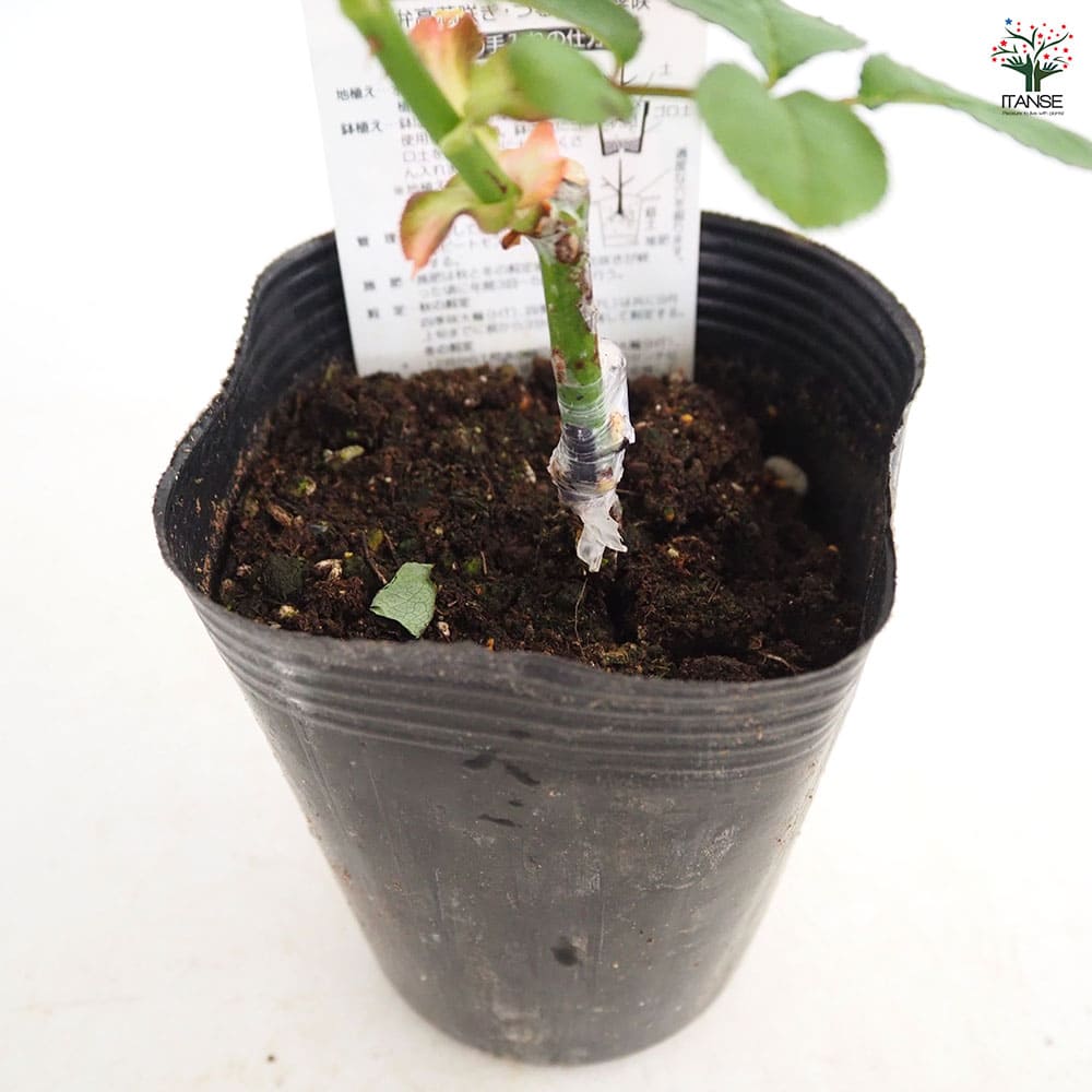 薔薇 レインボー 接木 【花木苗 4号／1個売り】｜ 【植物の