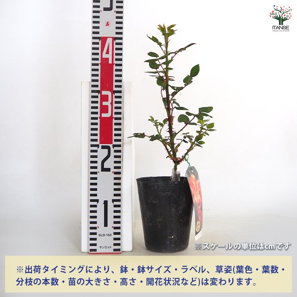 薔薇 祭り 接木 【花木苗 4号／1個売り】｜ 【植物のITANSE