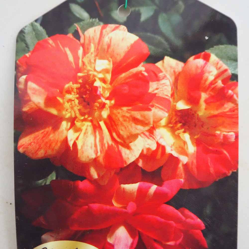 薔薇 祭り 接木 【花木苗 4号／1個売り】