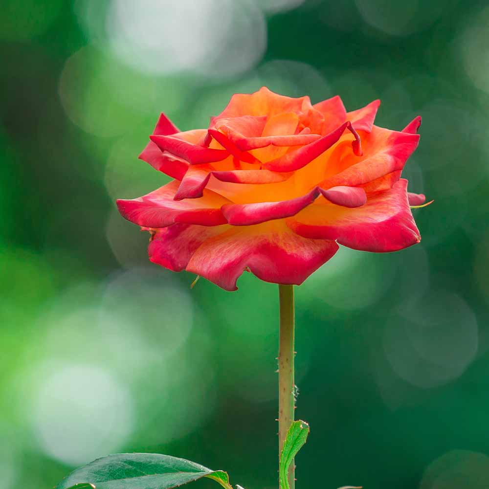 薔薇 マインミュンヘン 接木 【花木苗 4号／1個売り】