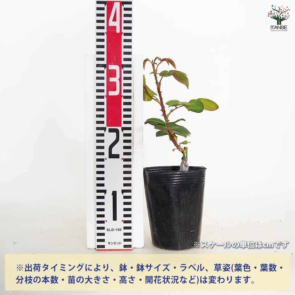 薔薇 ピンク パンサー 接木 【花木苗 4号／1個売り】｜ 【植物の