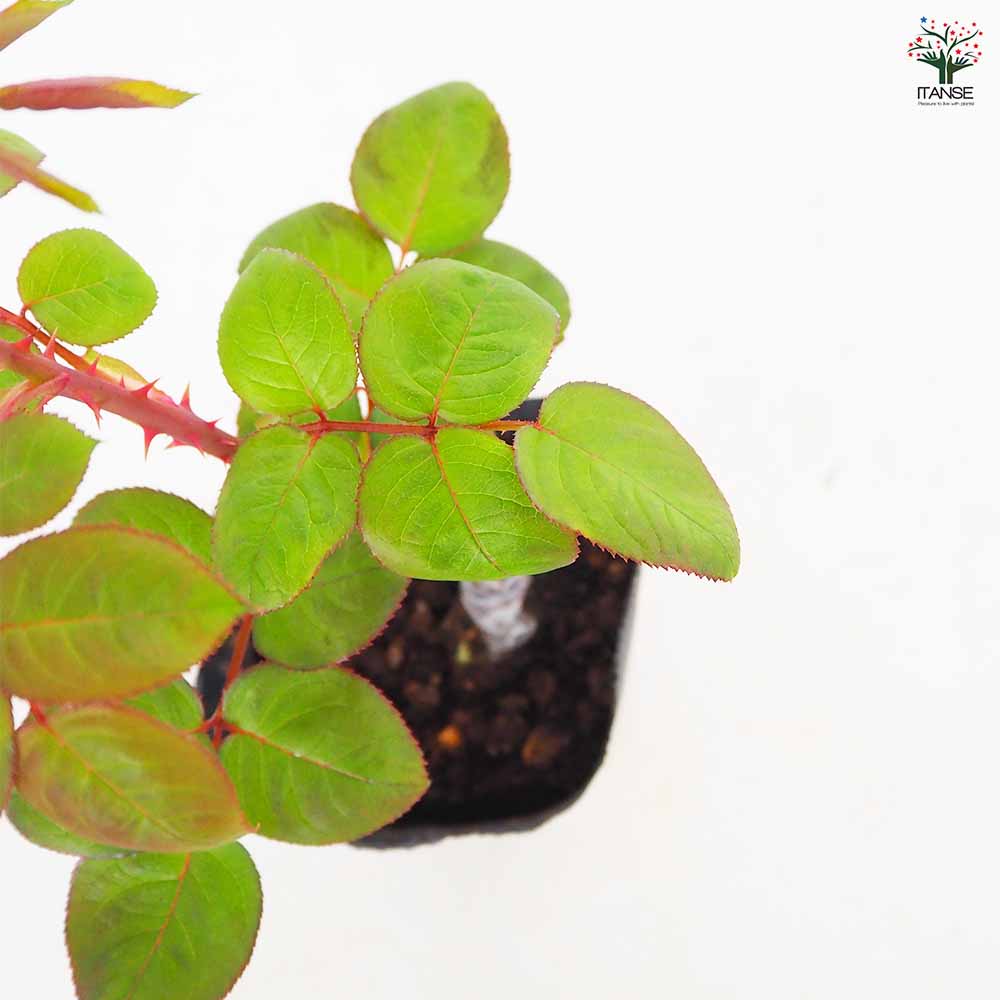 薔薇 ピンク パンサー 接木 【花木苗 4号／1個売り】｜ 【植物の