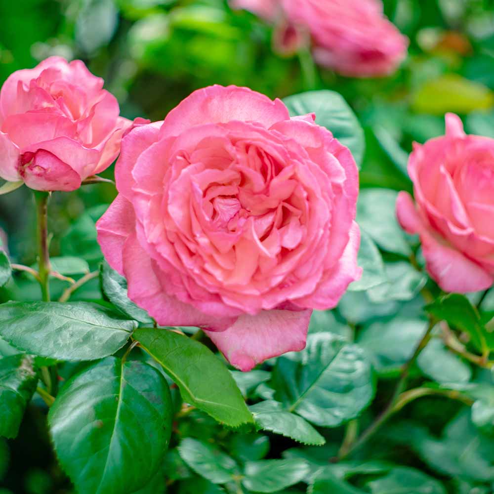 薔薇 ピンク パンサー 接木 【花木苗 4号／1個売り】｜ 【植物の