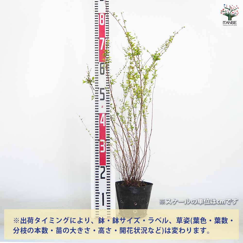 ユキヤナギ 【花木苗 5号／1個売り】｜ 【植物のITANSE】全品