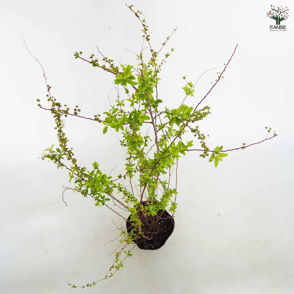 ユキヤナギ 【花木苗 5号／1個売り】｜ 【植物のITANSE】全品