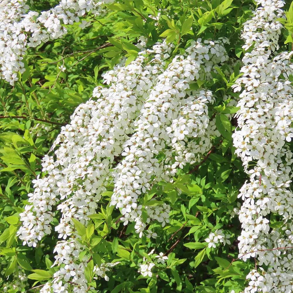 ユキヤナギ 【花木苗 5号／1個売り】