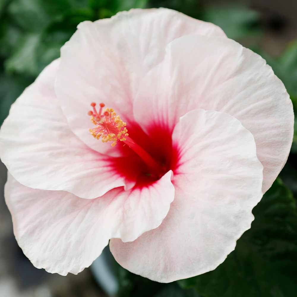 ハイビスカス ホワイト 【花木苗 4号／1個売り】｜ 【植物の