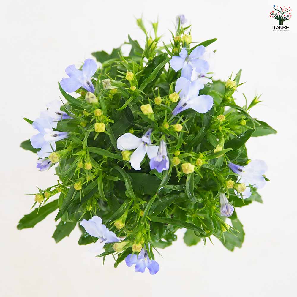 ロベリア スカイブルー 【花苗 3.5号】｜ 【植物のITANSE】全品