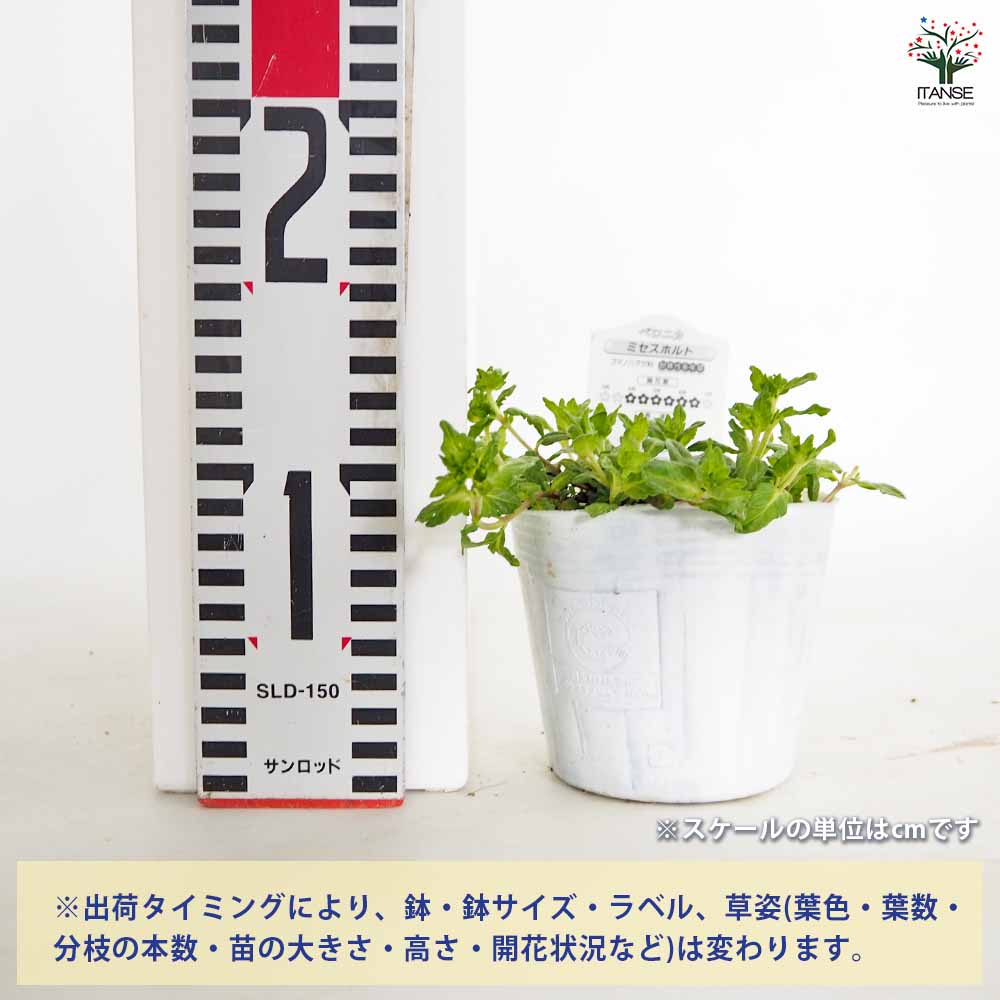 ベロニカ ミセスホルト 【花苗 3.5号】｜ 【植物のITANSE】全品