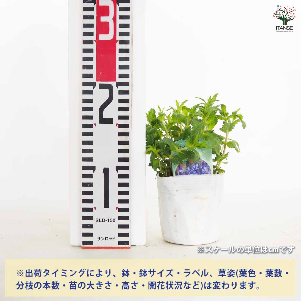ベロニカ ロイヤルブルー 【花苗 3.5号】｜ 【植物のITANSE