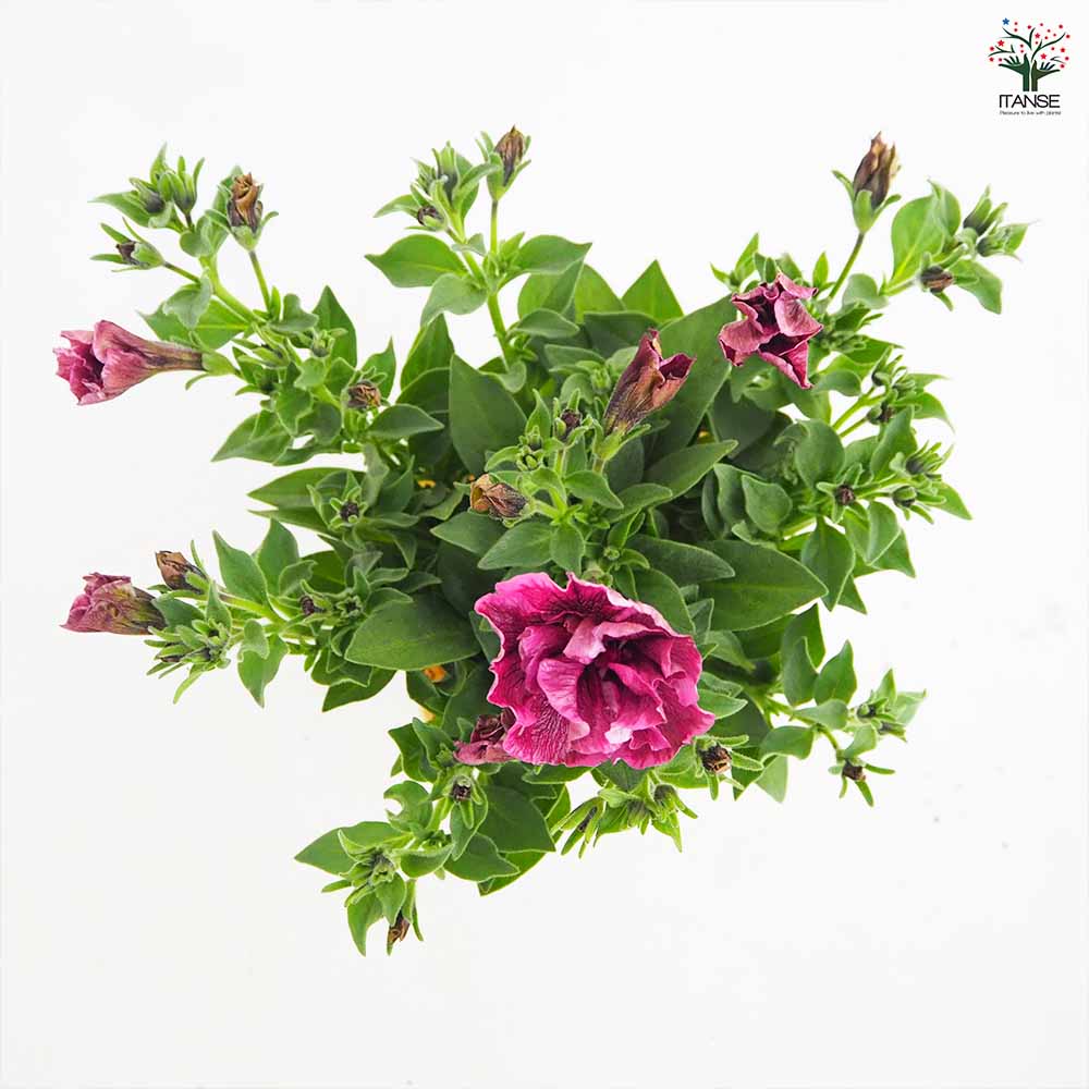 ペチュニア ジュリエット モダンワイン 【花苗 3.5号】｜ 【植物の
