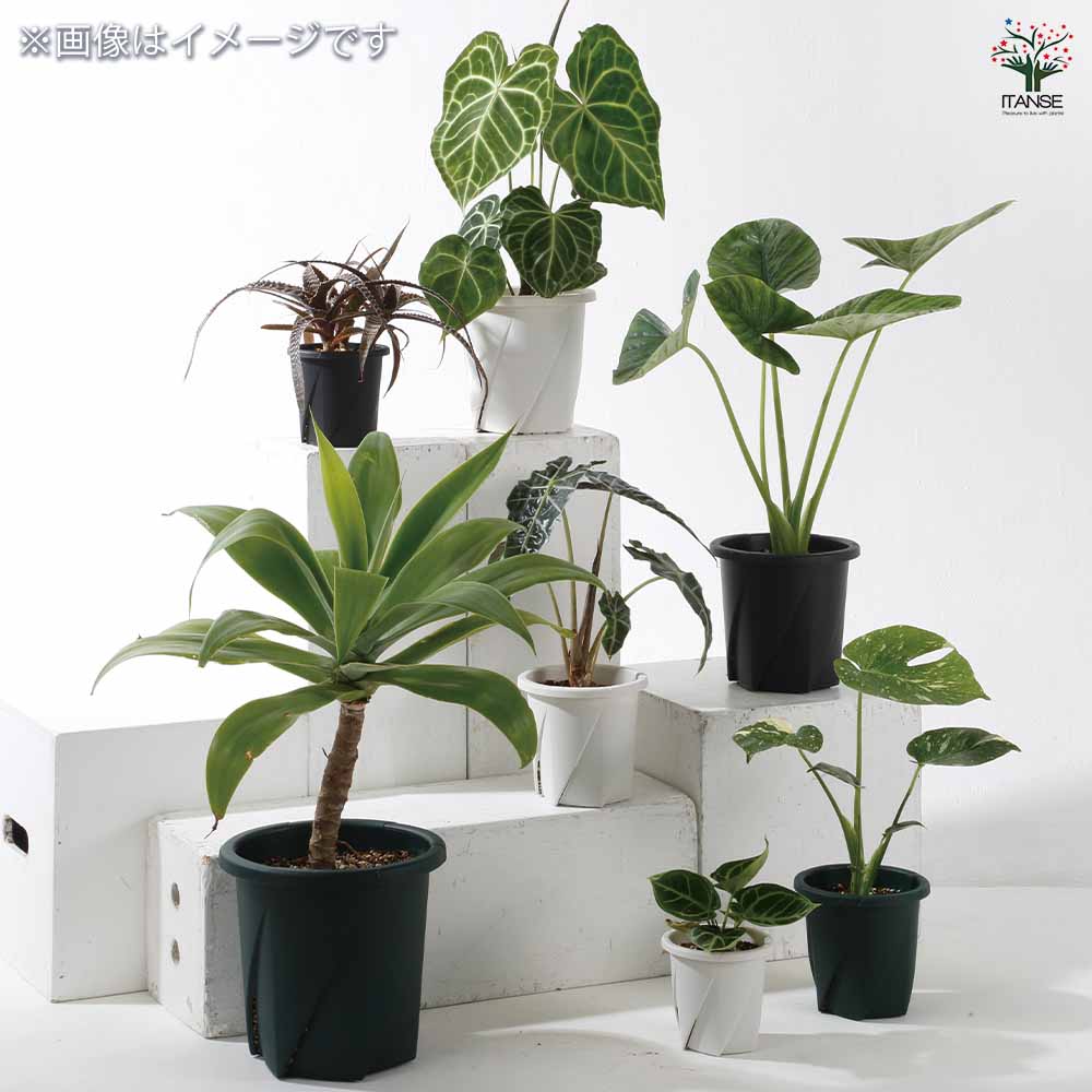 スリット鉢 根はりポット 【資材 選べるサイズ／カラー】｜ 【植物の