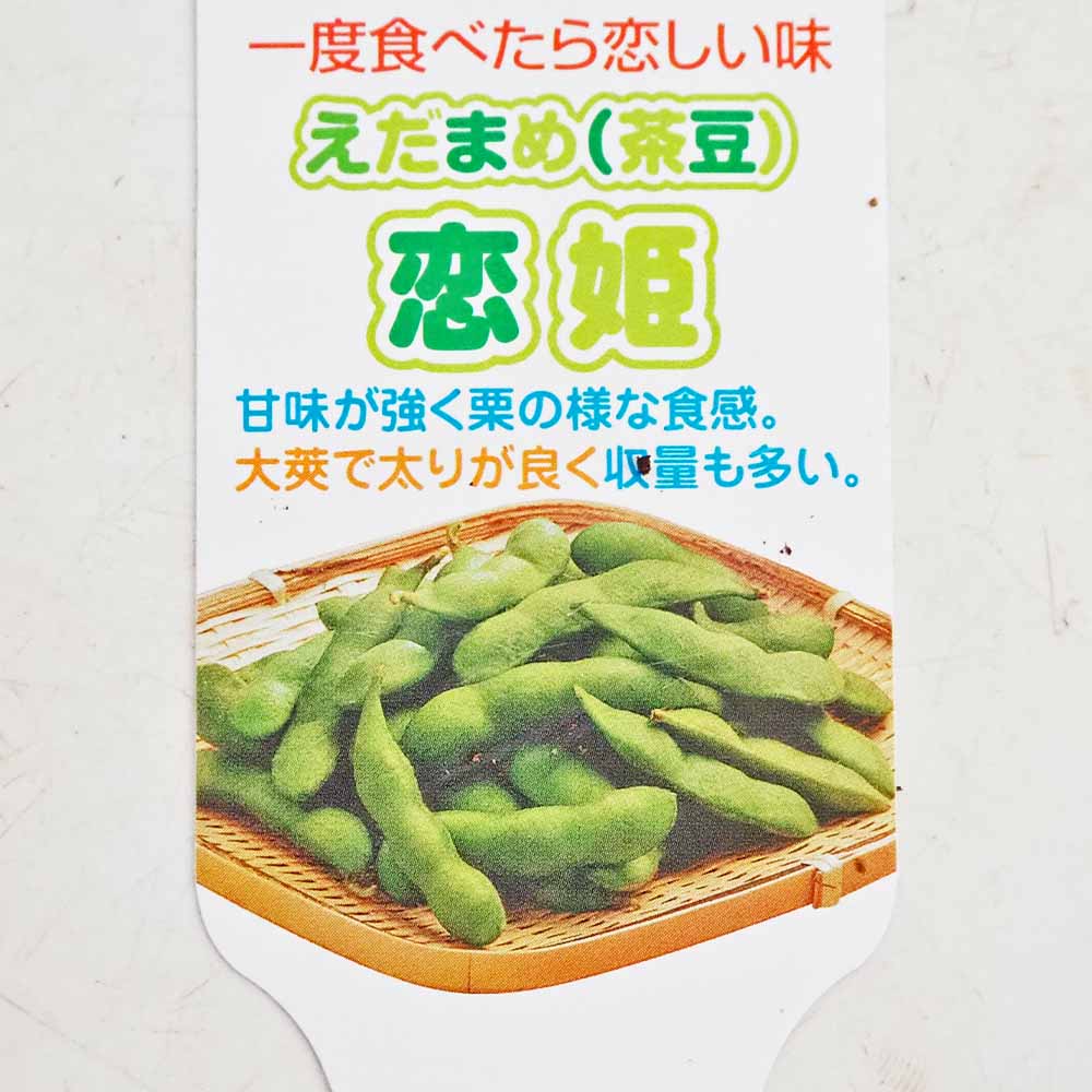 枝豆の苗 恋姫2個～ 【野菜の苗 3号】