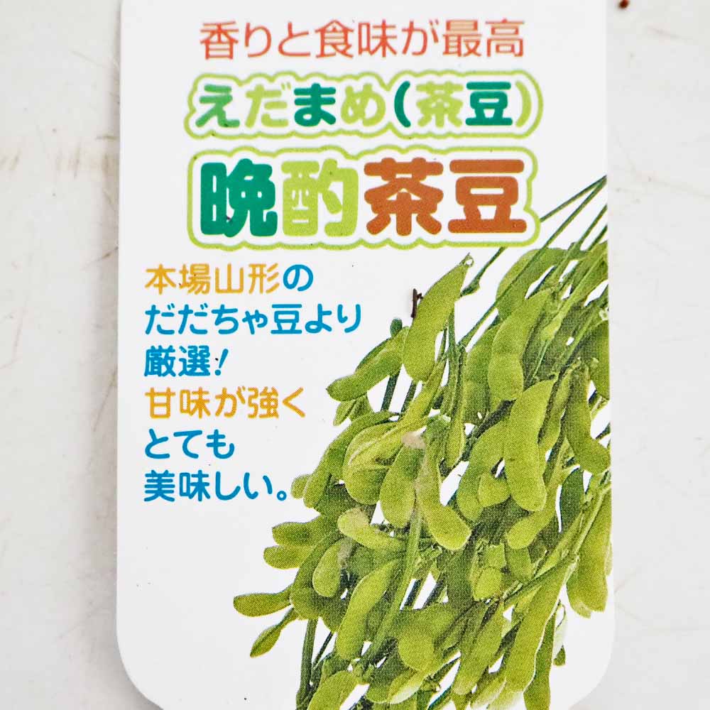 枝豆の苗 だだ茶豆2個～ 【野菜の苗 3号】